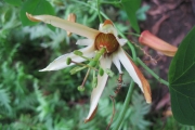<strong>Passiflora barclayi - Gâteblé Gildas - 311</strong><br />© Ramon, Laurence